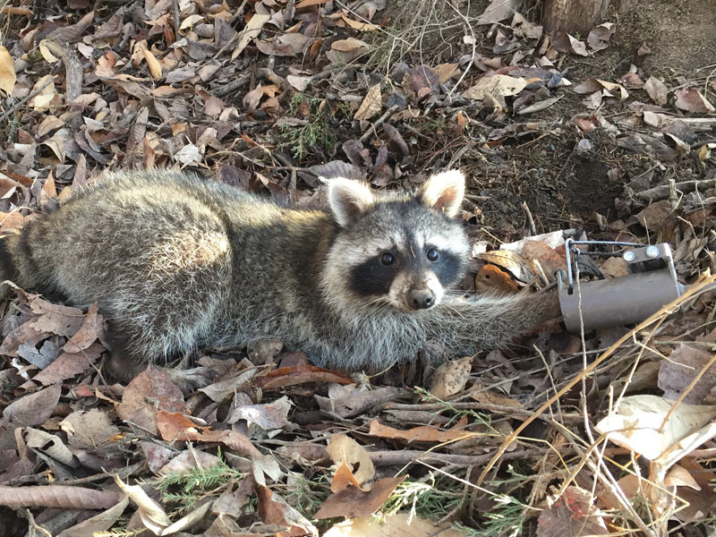 Trapline Preparation: How to Make Your Own Raccoon BaitTrapper Predator  Caller