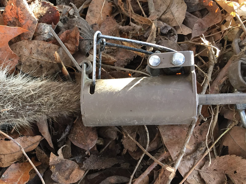 Trapline Preparation: How to Make Your Own Raccoon BaitTrapper Predator  Caller