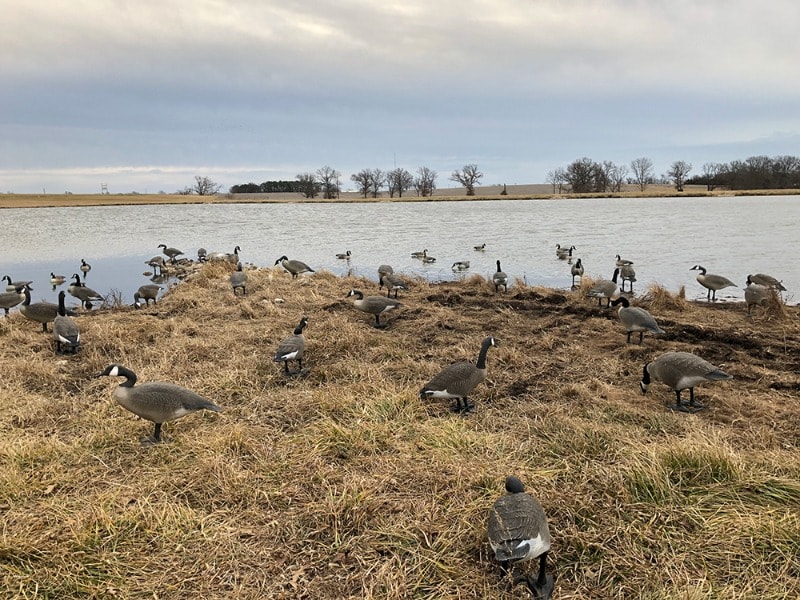 Canada goose 2024 vs 9mm