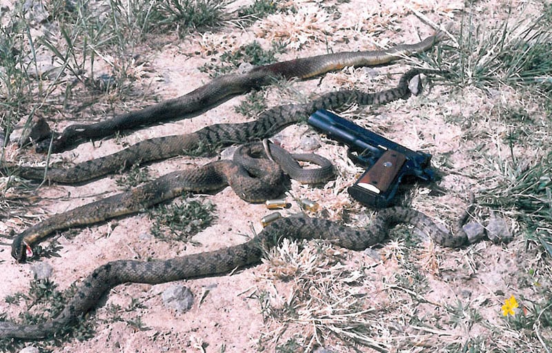 Snake Shooting with a 1911 Larry's Short Stories