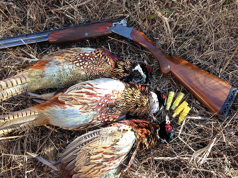 My Favorite Shotgun for Pheasants | Larry's Short Stories