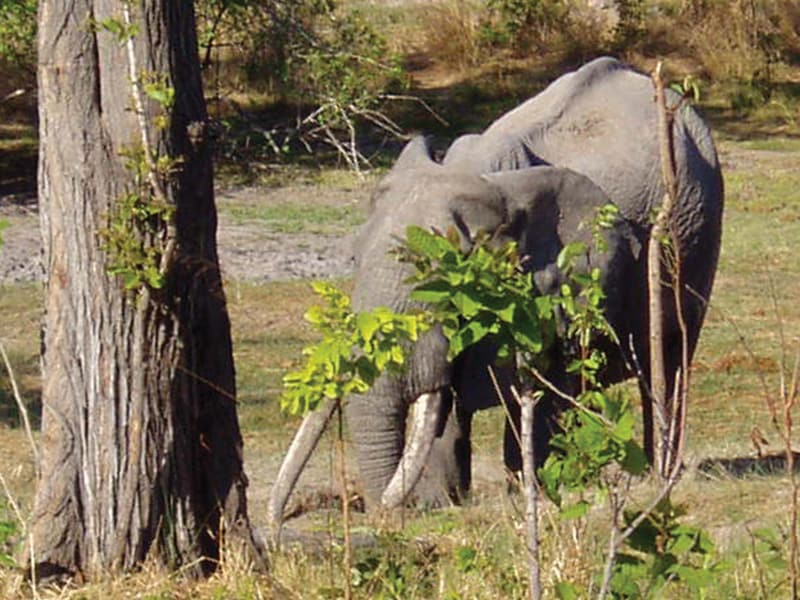 Shoot or NoShoot, an Unusual Elephant Hunt Larry's Short Stories