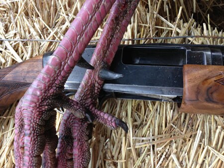 Turkey legs and Winchester Model 12