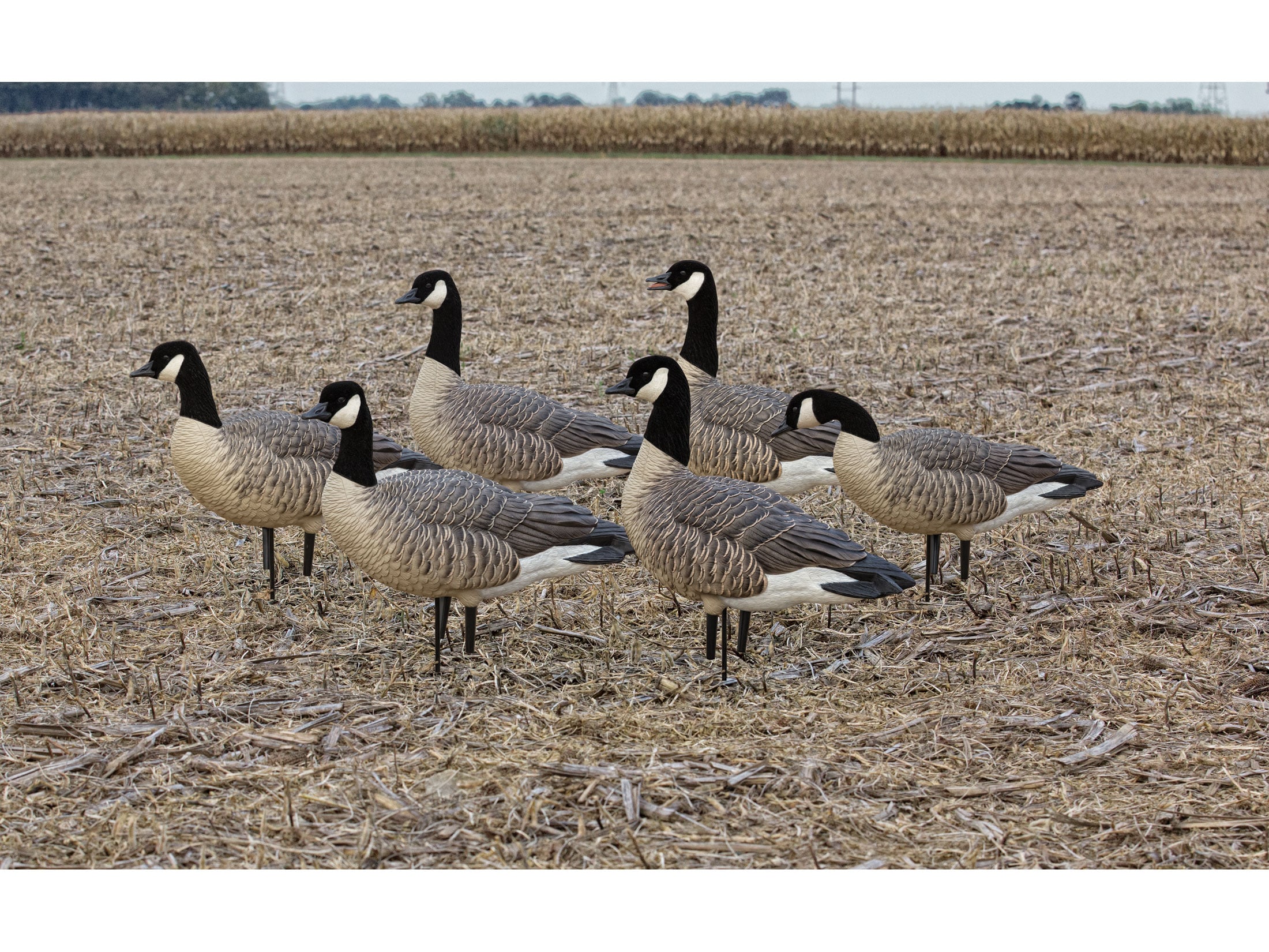 gooseページ 293290.jpg?imwidth=150