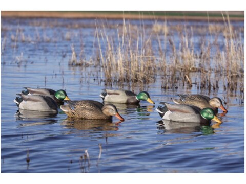 Ghg Pro Grade Weighted Keel Mallard Duck Decoys Surface Feeder Pack Of