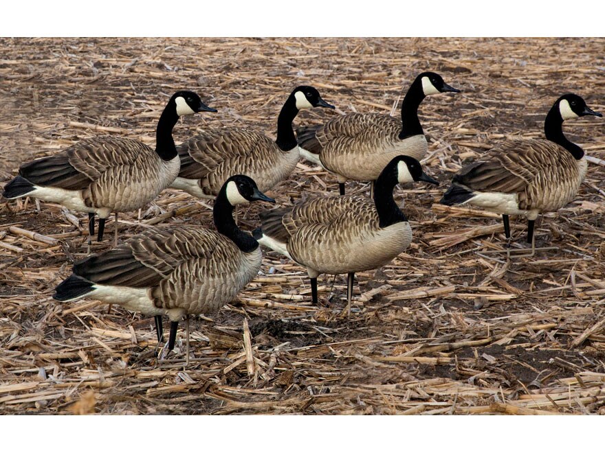 Avian x axf flocked discount full body canada goose decoys