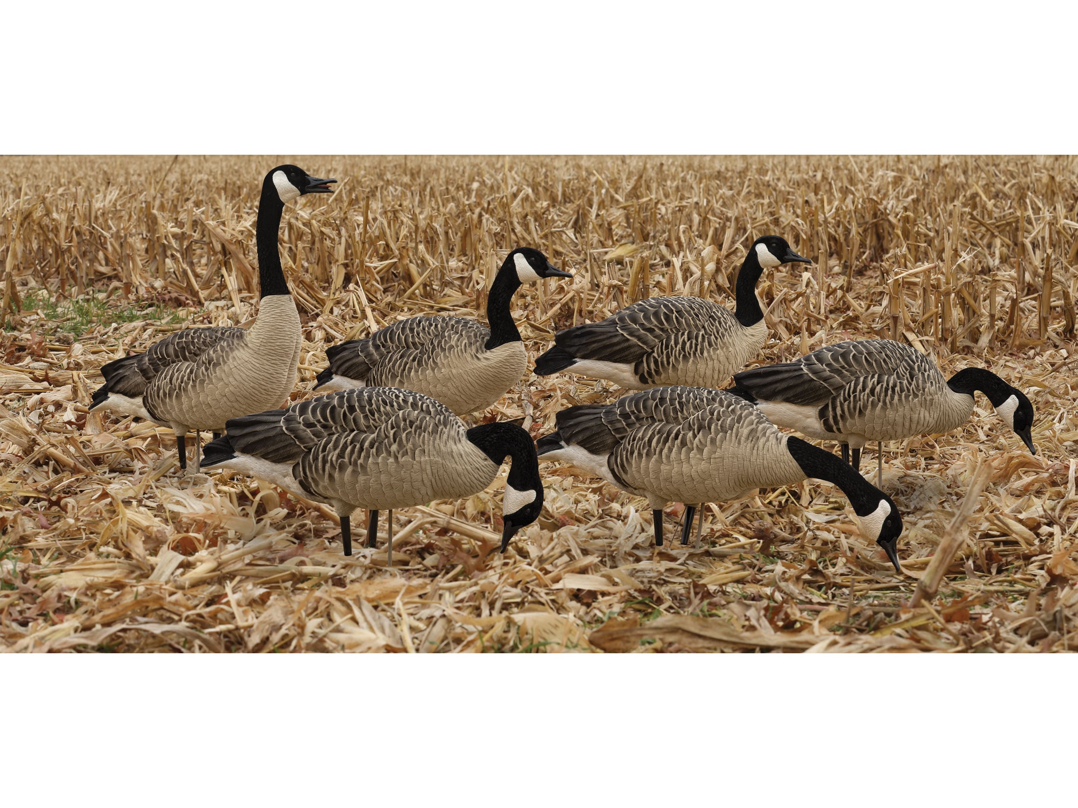 Avian-x axp discount canada goose stores