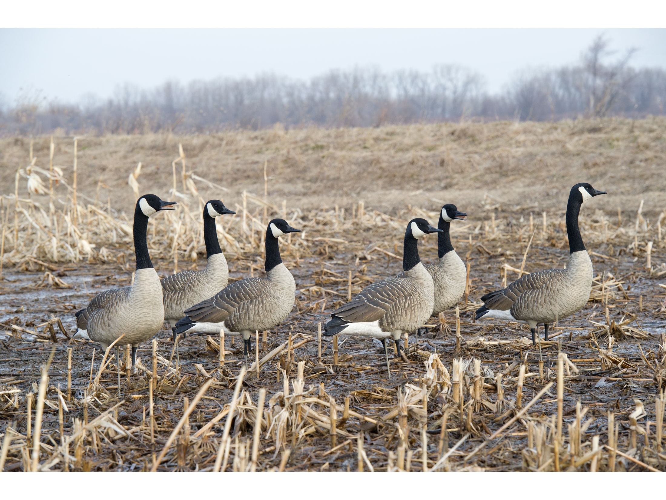 Avian x full discount body canada goose decoys