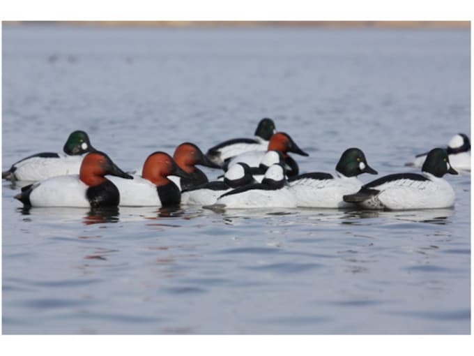 GHG OverSize Weighted Keel Diver Pack Duck Decoys 6PK