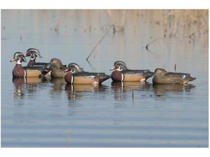 GHG ProGrade Weighted Keel Wood Duck Decoys Harvester 6PK