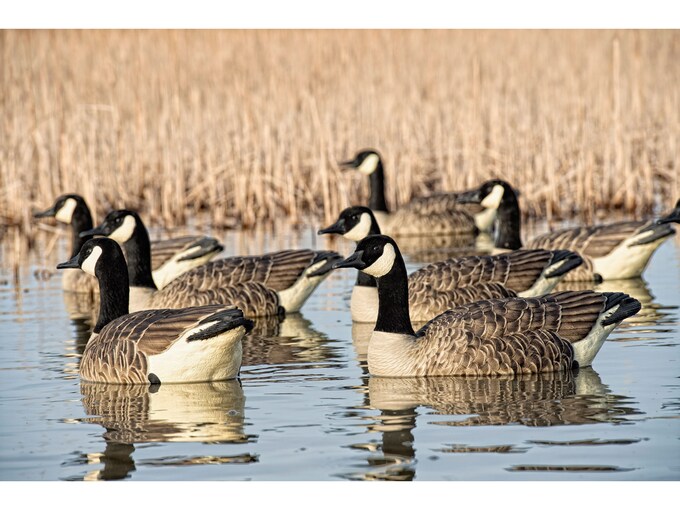 AvianX Topflight Honker Floater Weighted Keel Goose Decoy 4PK