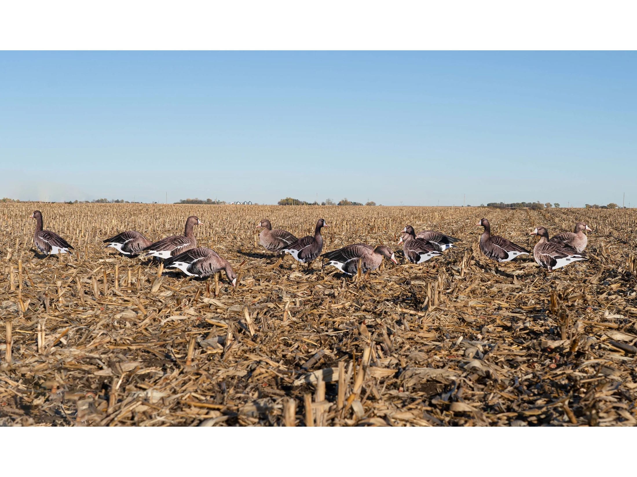 GHG Pro Grade FFD Specklebelly Silhouette Decoys