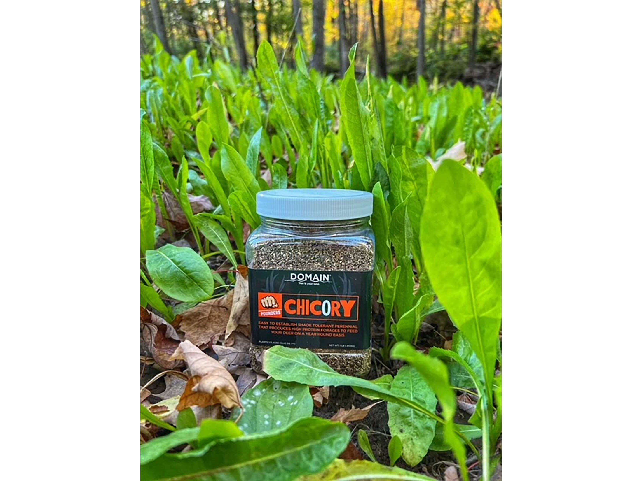 Domain Outdoor Pounder Chicory Food Plot Seed 1 lb
