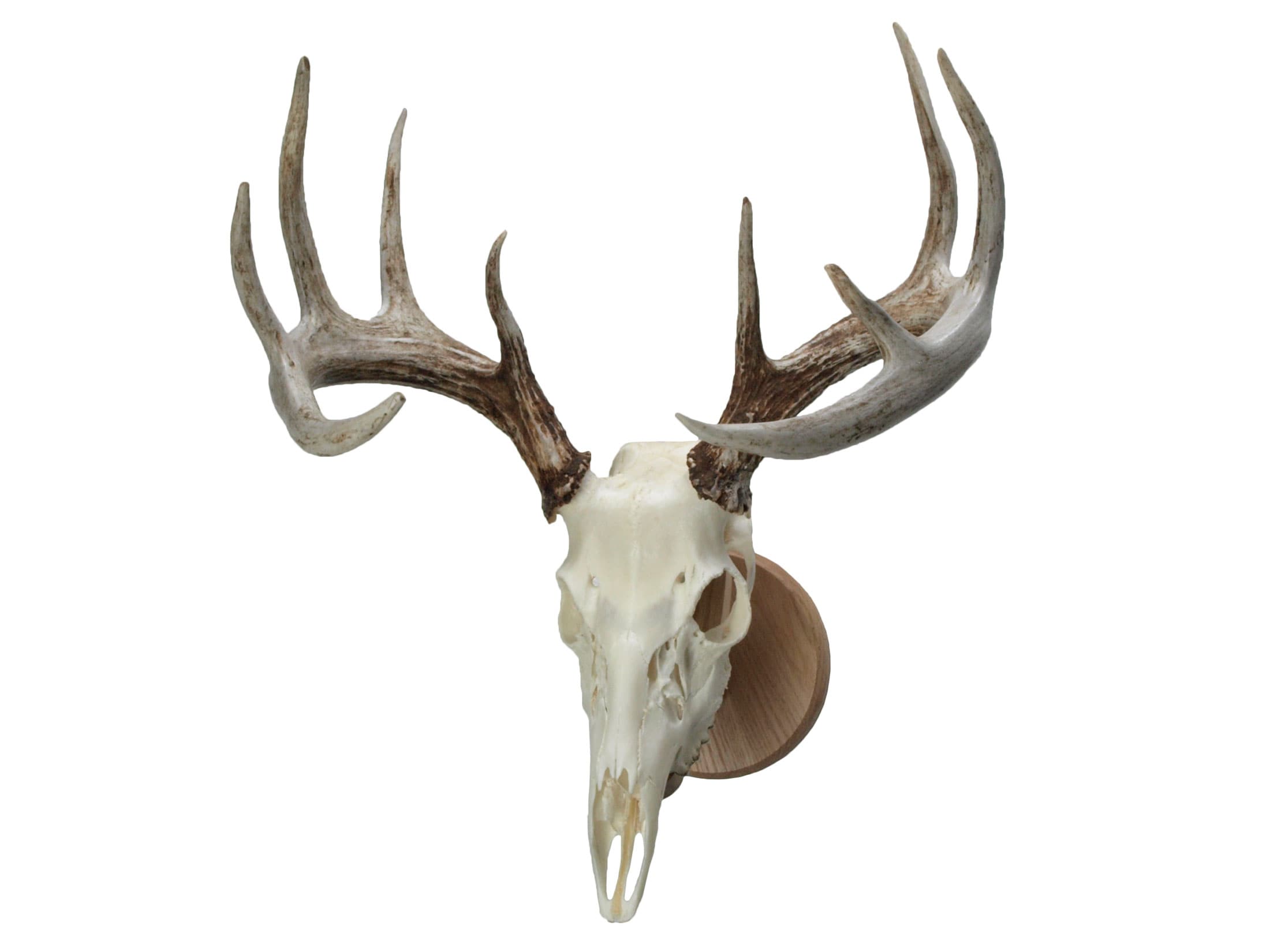 Walnut Hollow Country Deluxe Antler Display Mounting Kit In Solid Oak For Mule Deer Whitetail Deer Home Kitchen Wall Sculptures Eudirect78 Eu