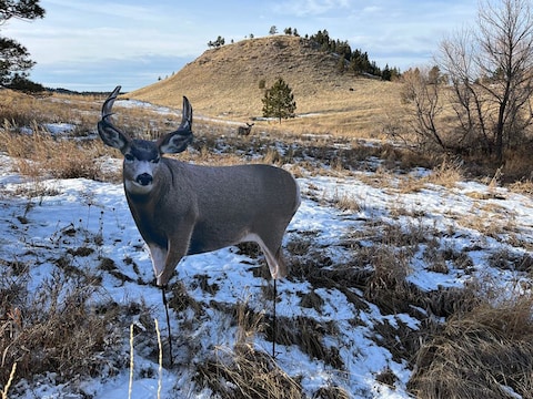 Montana Decoy - Roe Buck - Hunter's Friend Europe - Foto 9
