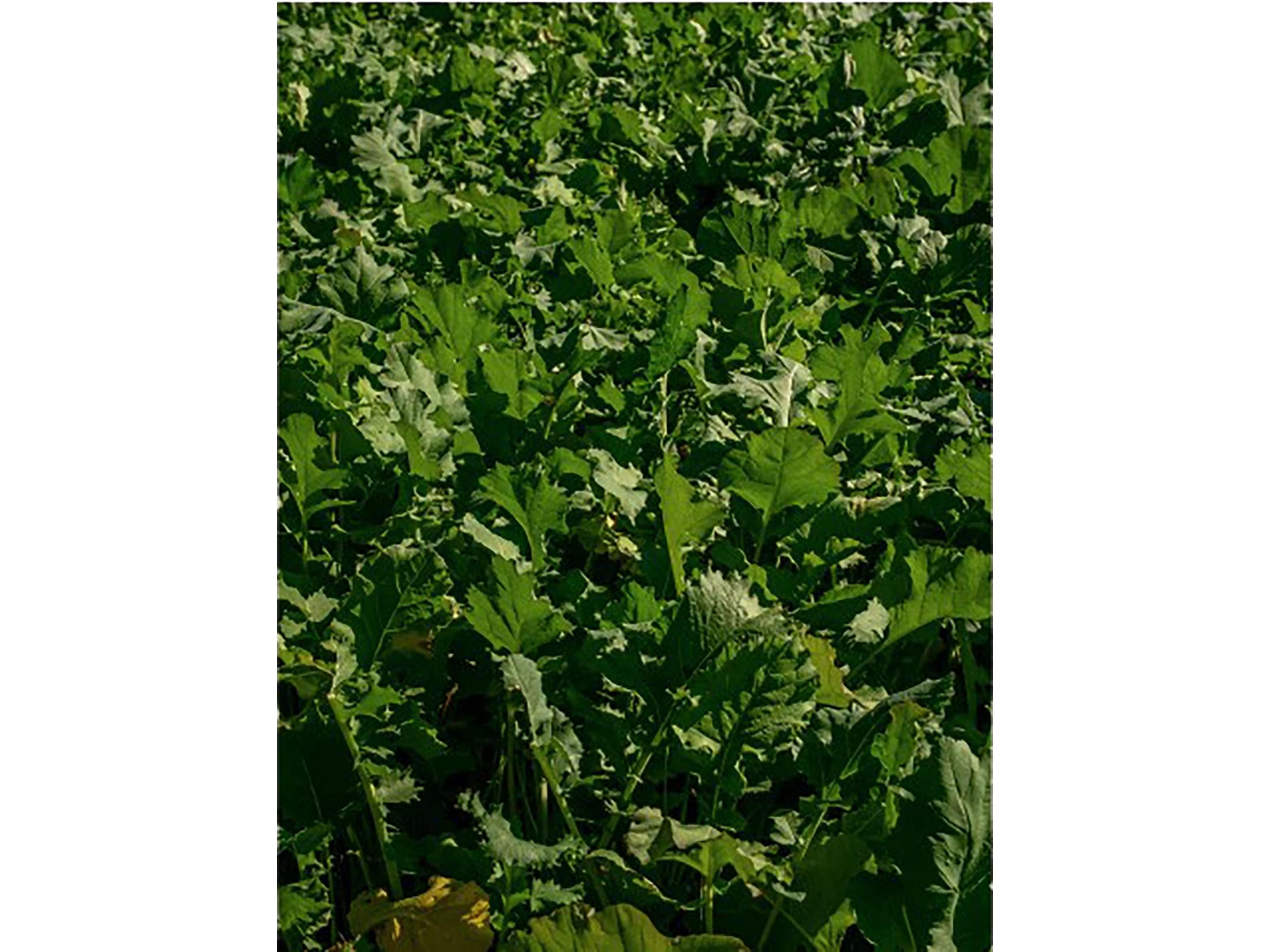 BioLogic Maximum Annual Food Plot Seed