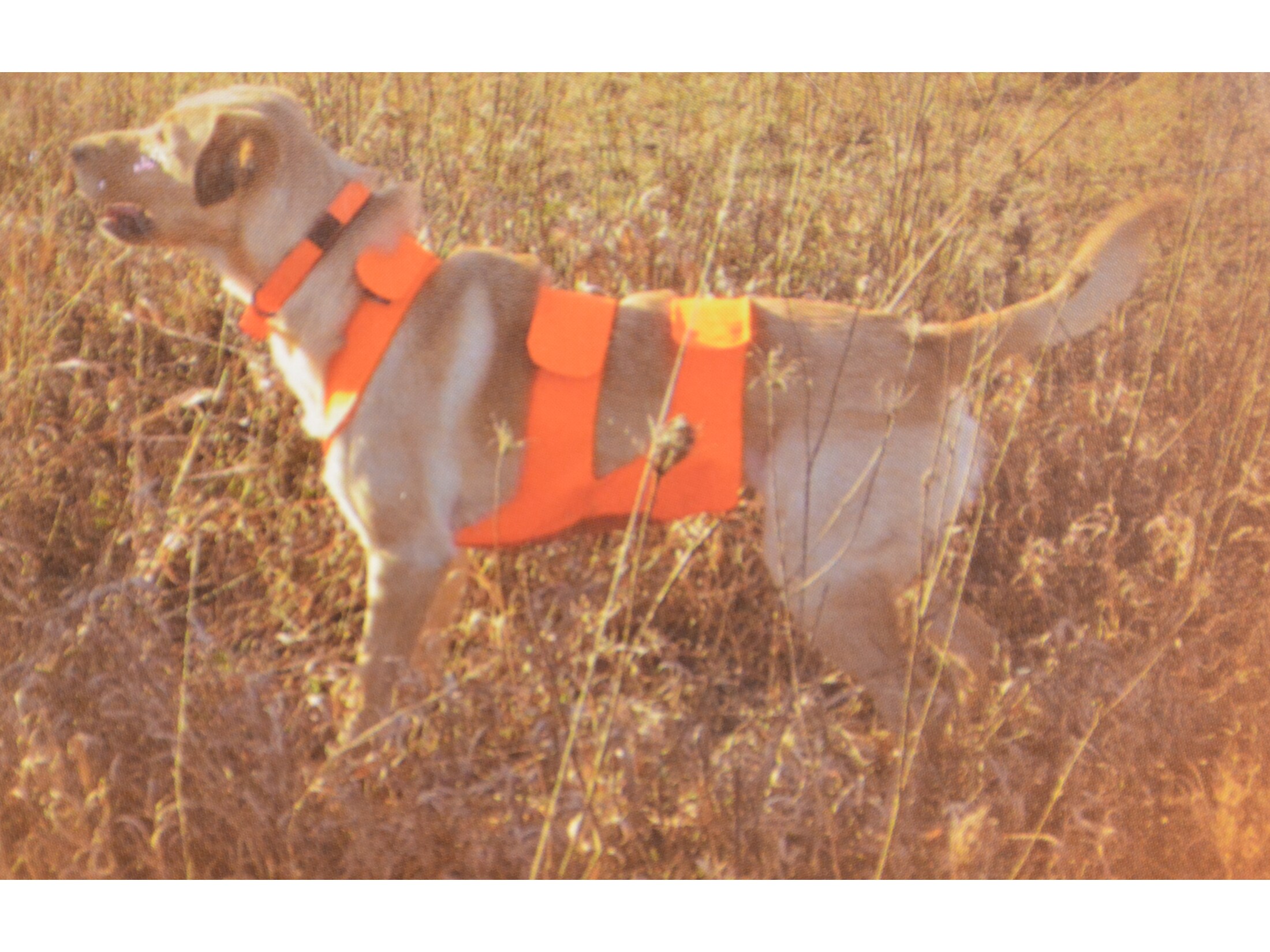 Mud River Dog Chest Protector