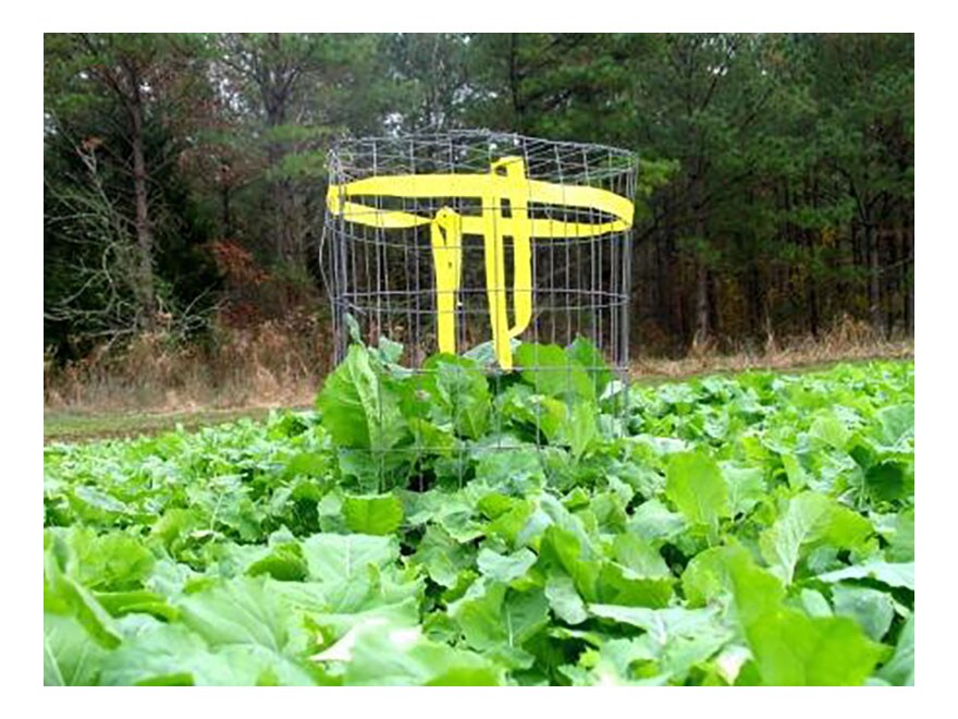 Whitetail Institute Imperial Winter Greens Food Plot Seed