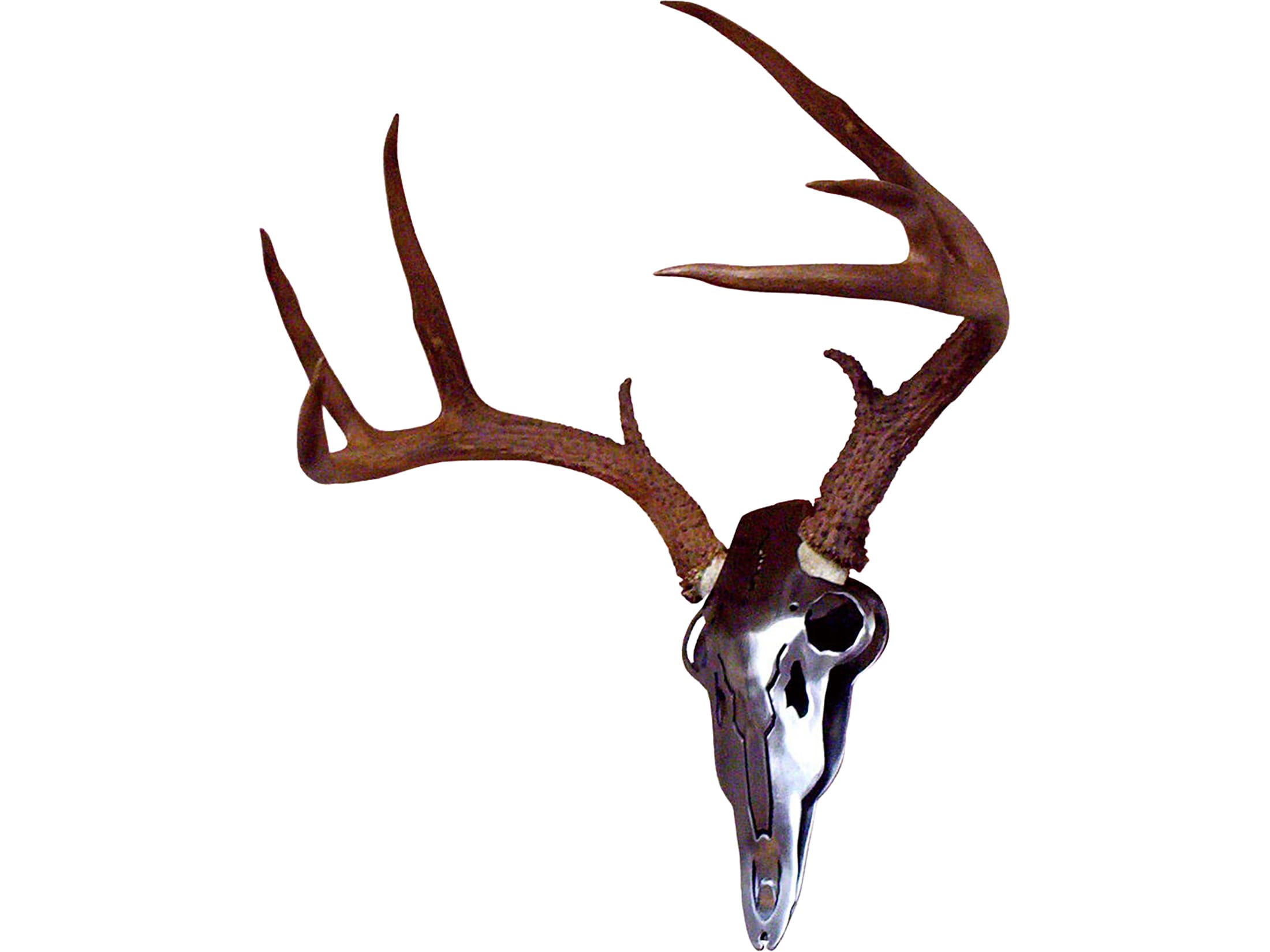 Premier 10 Point Mule Deer Buck Antler Mount WS8005