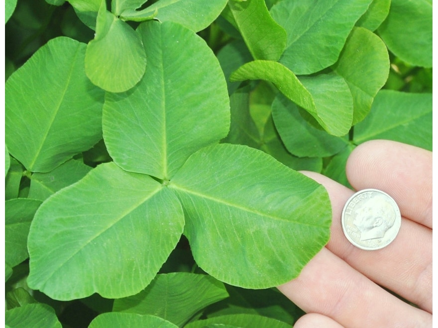 Whitetail Institute Imperial Clover Seed - Thumbnail 3