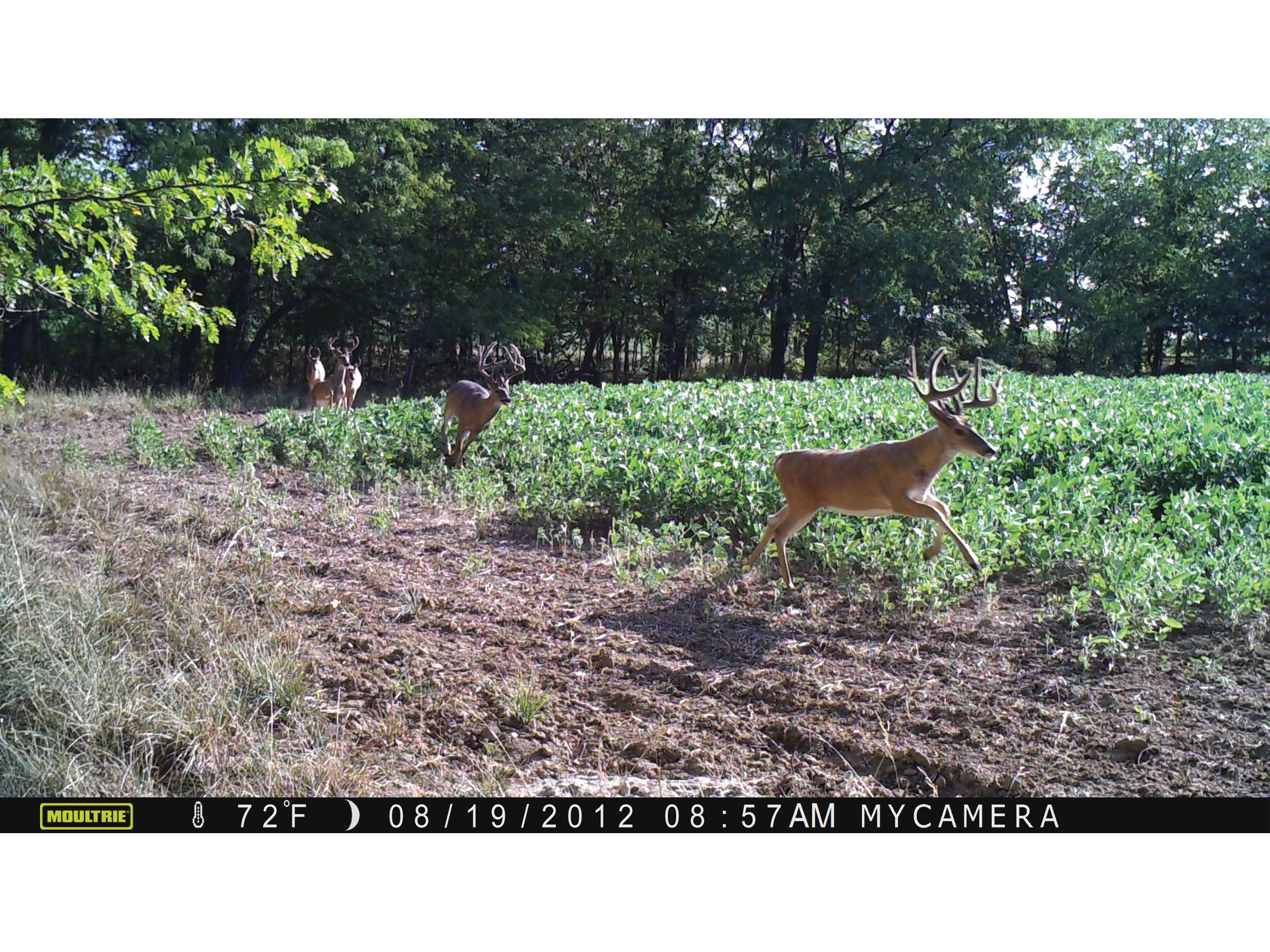 Moultrie M880 - Thumbnail 5