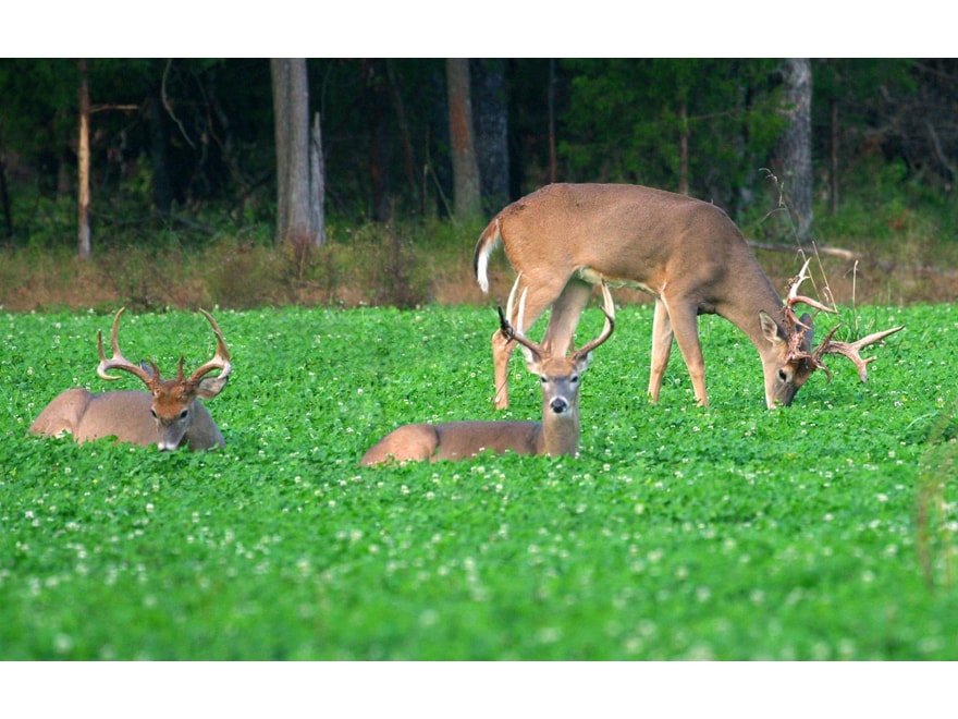 Whitetail Institute Imperial Clover Seed
