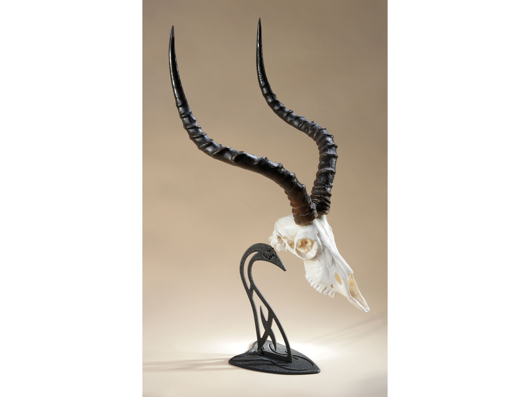 Perfect Kit for Table Display of Taxidermy Deer Antlers and other Skulls Skull Hooker Table Hooker European Trophy Mount Graphite Black 