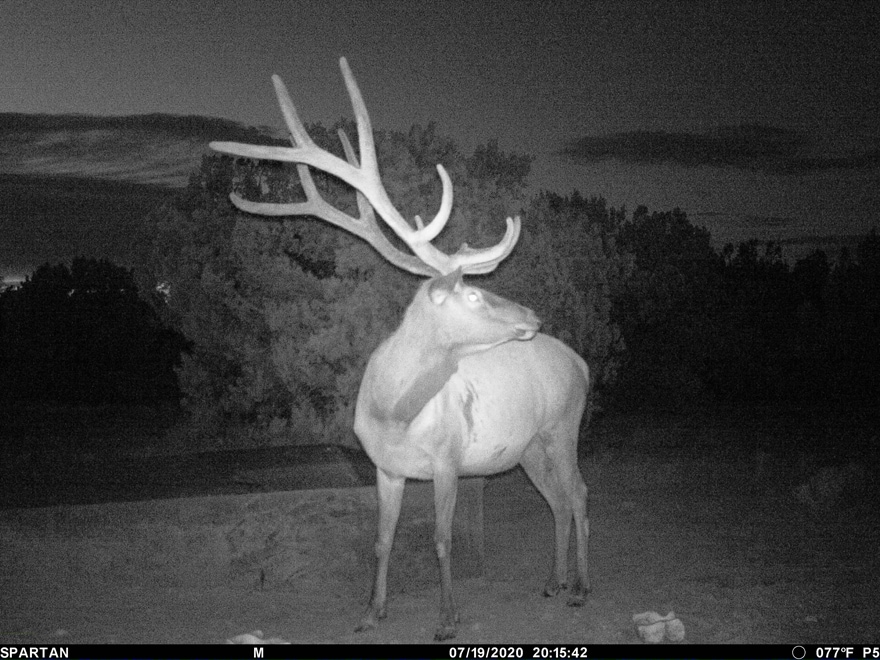 blackout deer camera