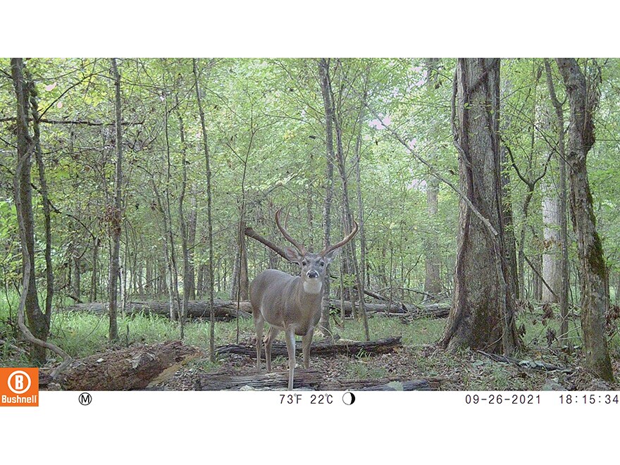 bushnell cell cam