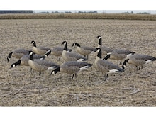 Goose Decoys in Hunting Gear