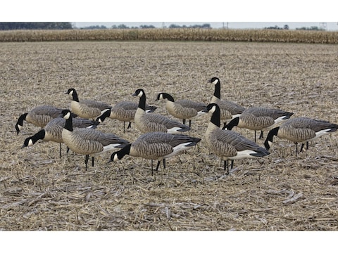 Avian-X Flocked Outfitter Pack Lesser Canada Goose Decoy with Slot Bag Pack of 12