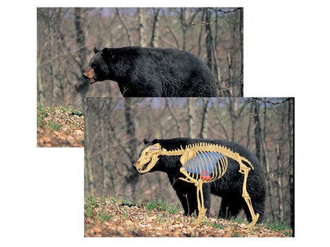 Safari Press Perfect Shot North American Target 24" x 36" Package of 5