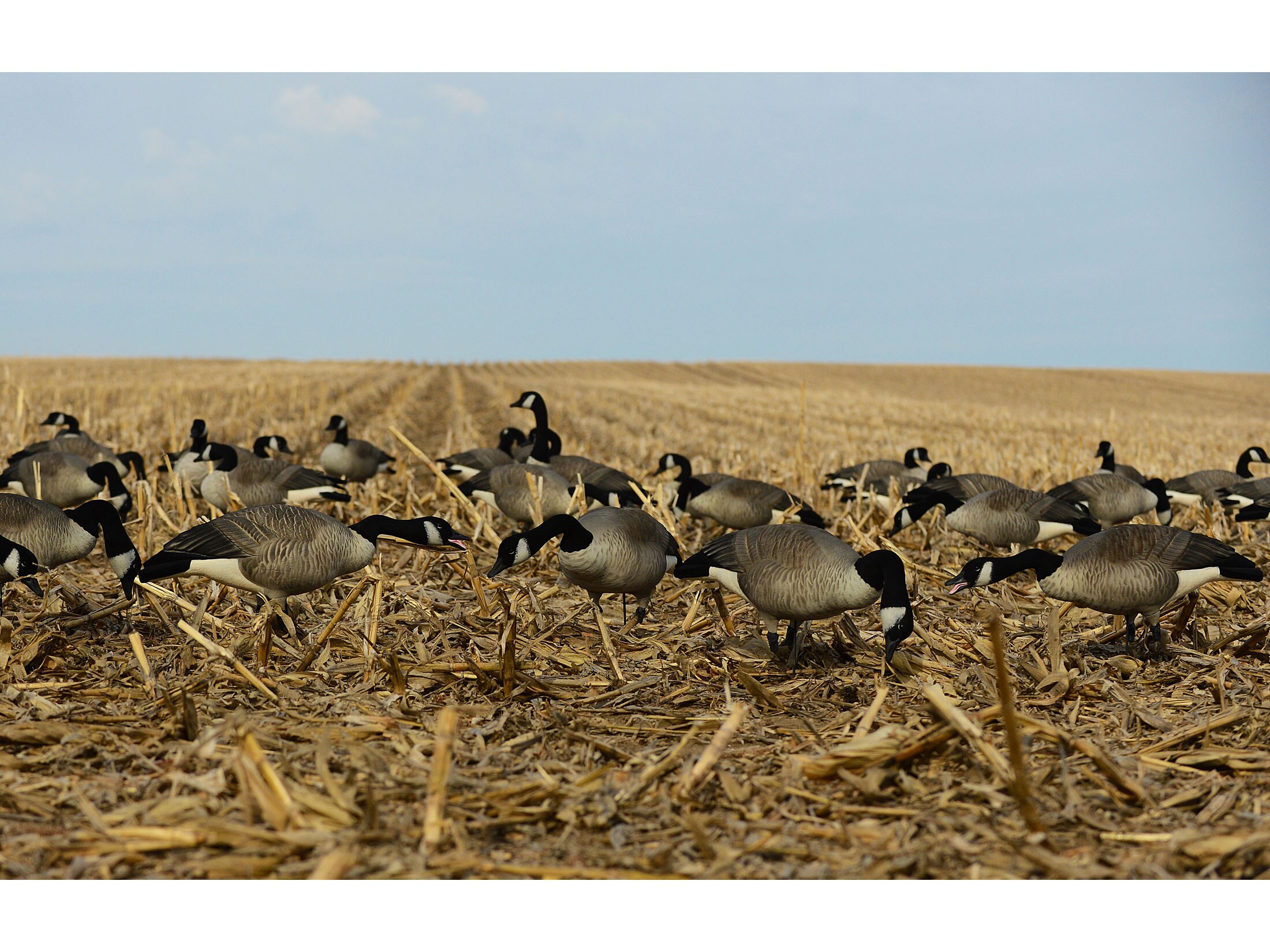 GHG FFD Elite Honker Feeder Full Body Goose Decoy 6PK