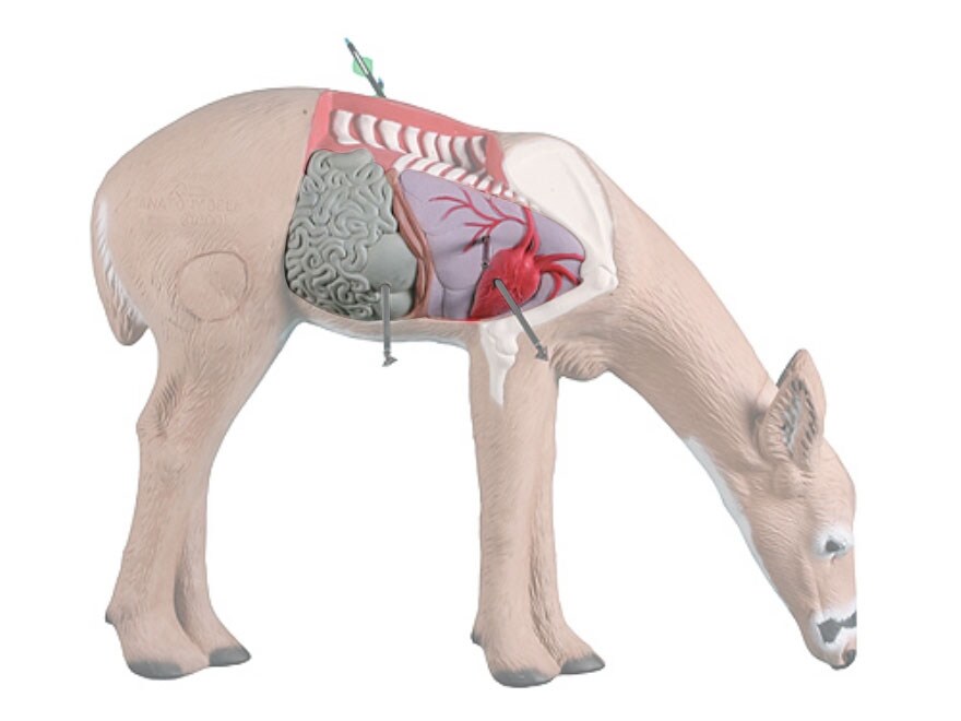 Rinehart Anatomy Deer 3D Foam Archery Target Replacement Insert