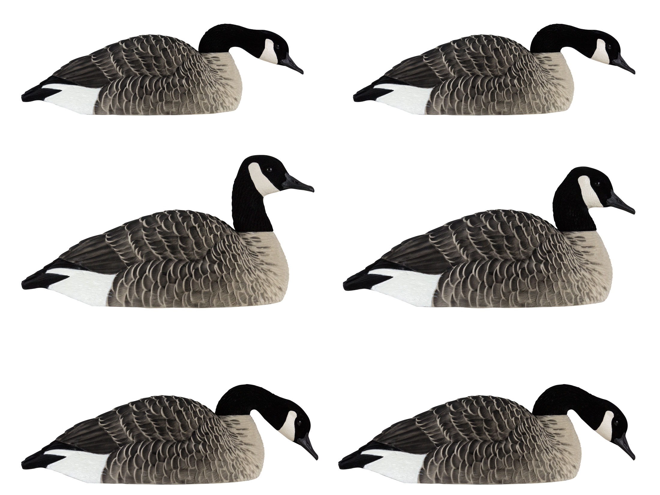 Avian-X Painted Honkers Shell Canada Goose Decoy 6PK