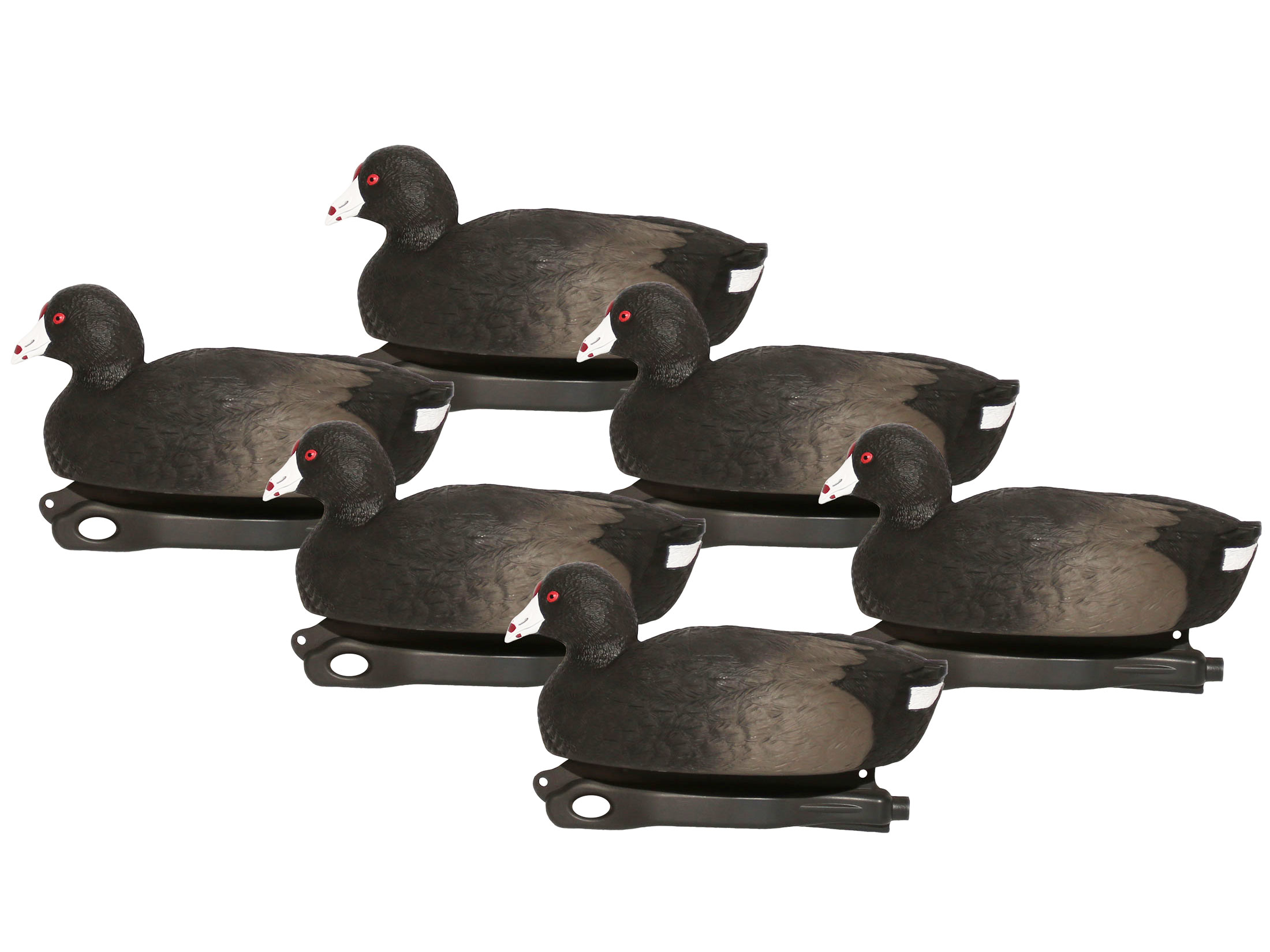 Hard Core Floater Coot Decoy 6PK