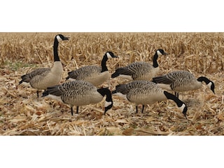 Avian-X Painted Honkers Canada Goose Decoy Fusion Pack Combo Pack of 6
