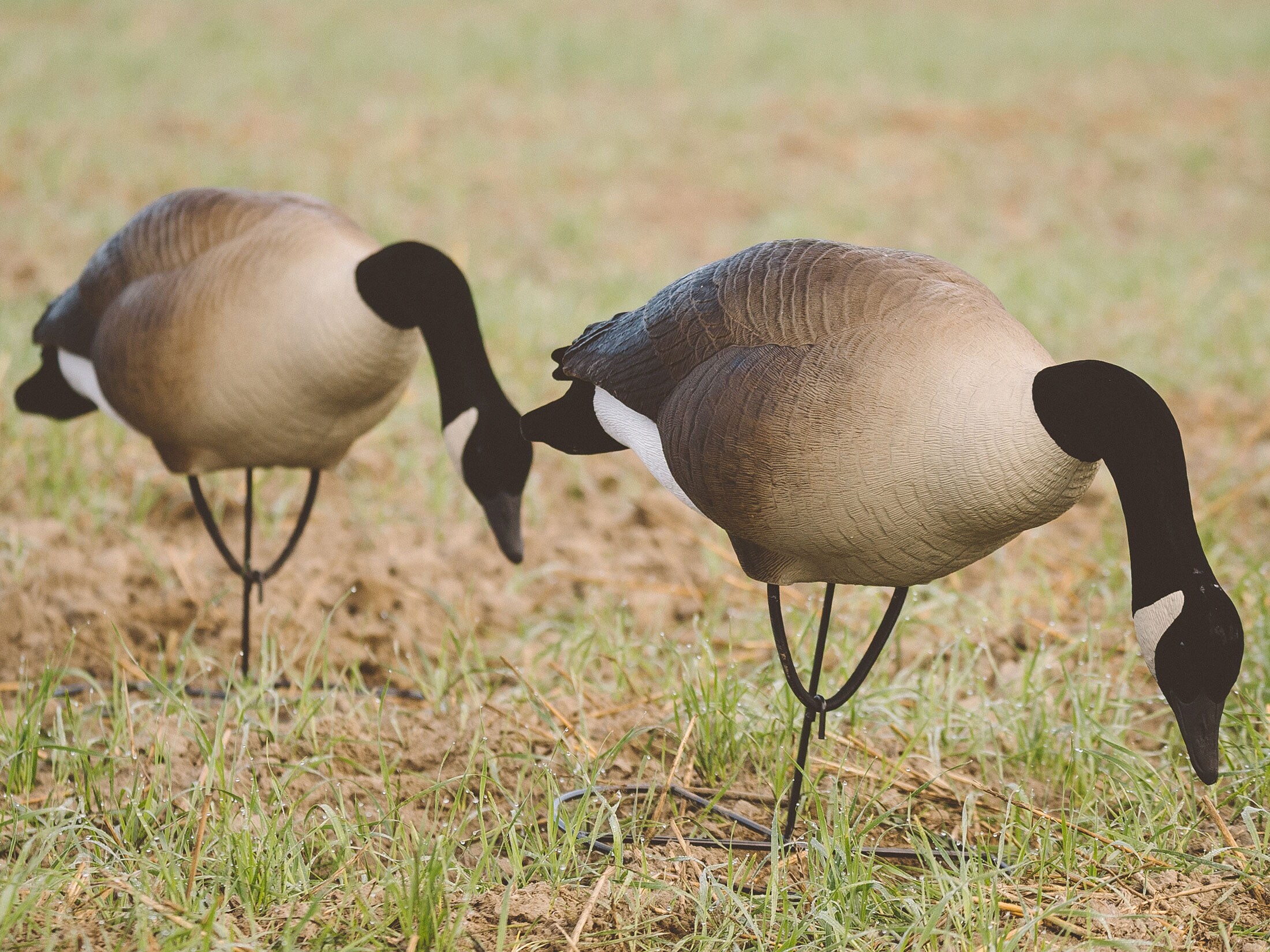Tanglefree Pro Series Greater Goose Decoy Full Body Feeder Decoy 4PK