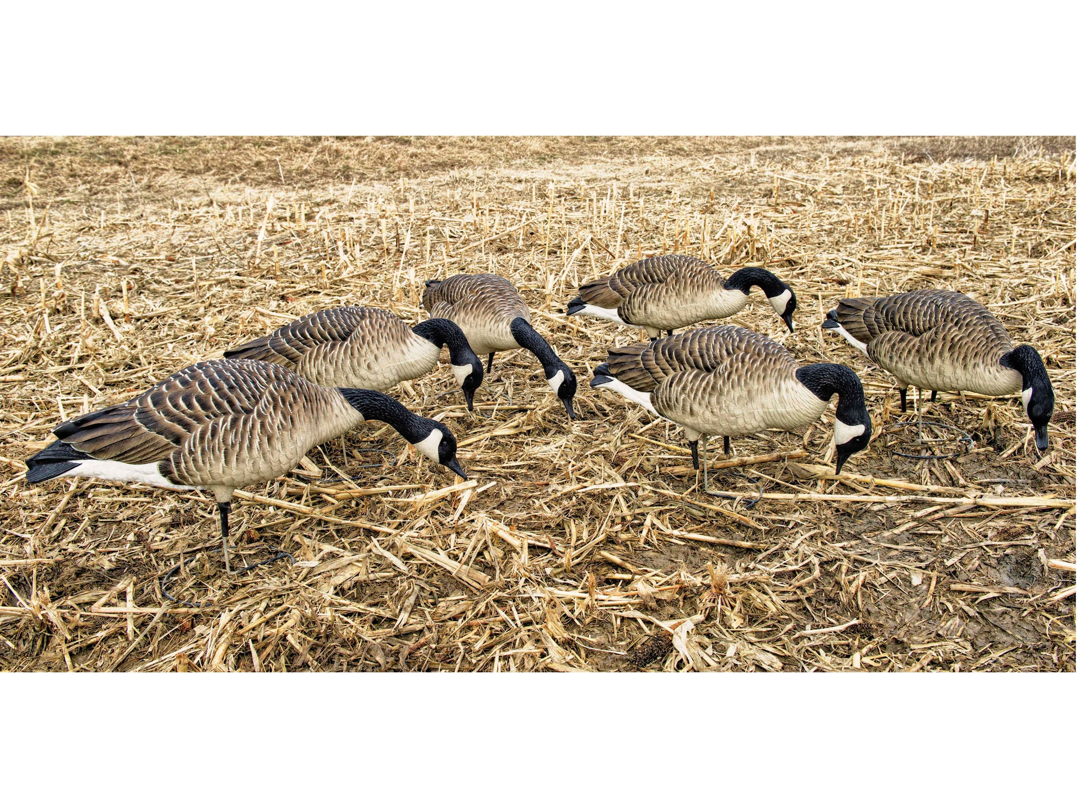 AvianX Flocked Honker Feeders Full Body Goose Decoy 6PK