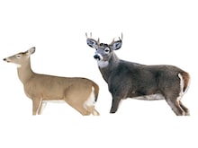 Deer Decoys in Hunting Gear