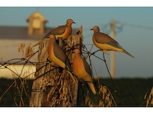 Dove Decoys in Hunting Gear